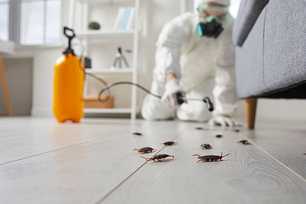 Commercial Kitchen Cockroach Control in Viola